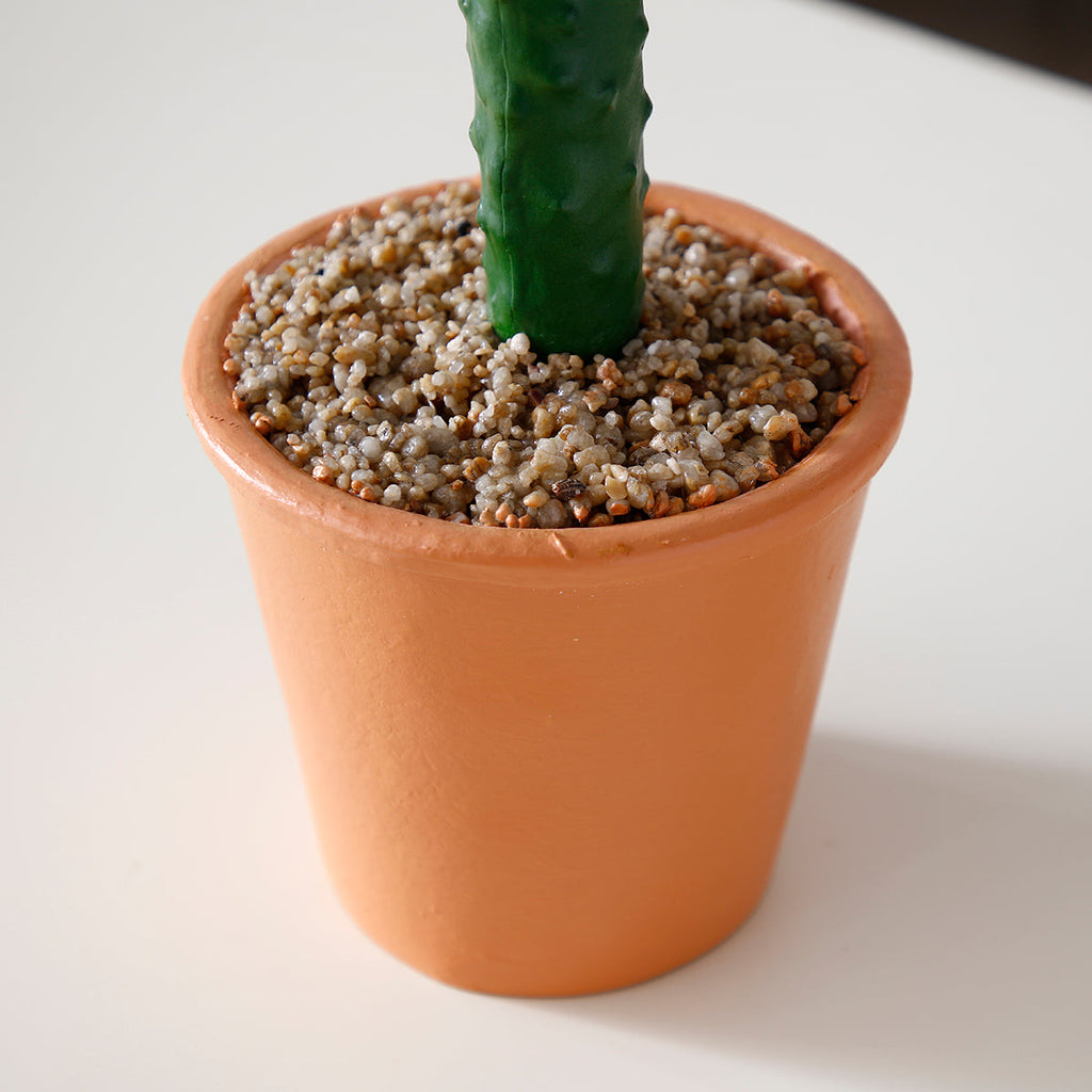 Potted Cactus