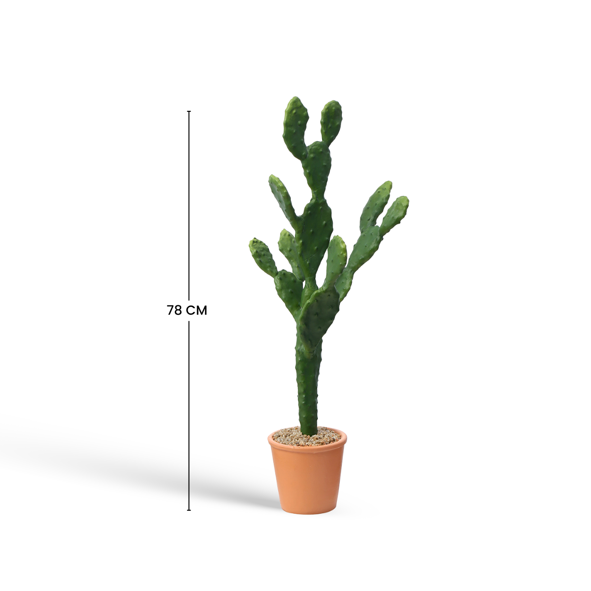 Potted Cactus