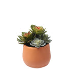 Artificial Succulent in a Pot