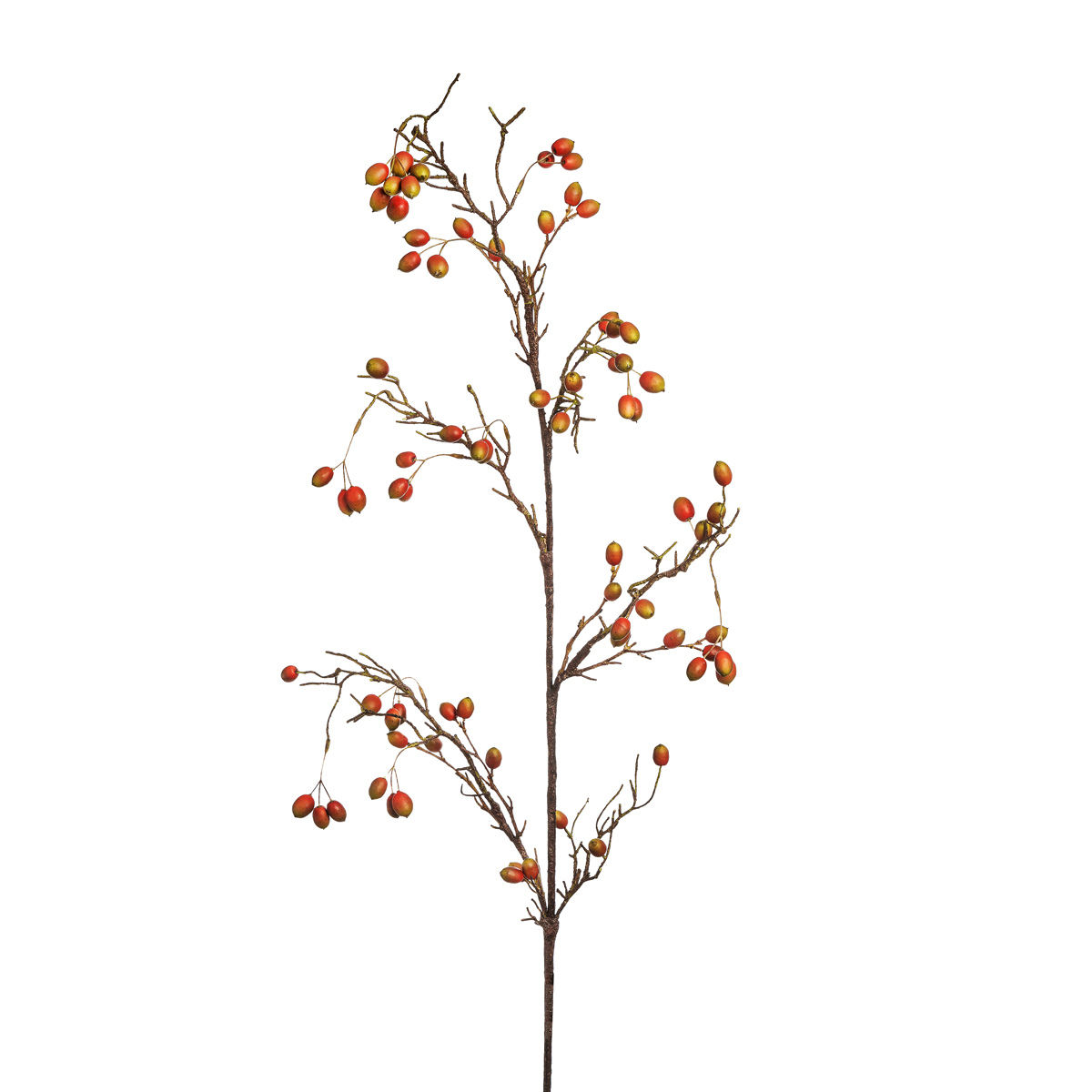 Rosehip branch