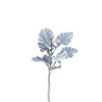 Dusty Miller Foliage