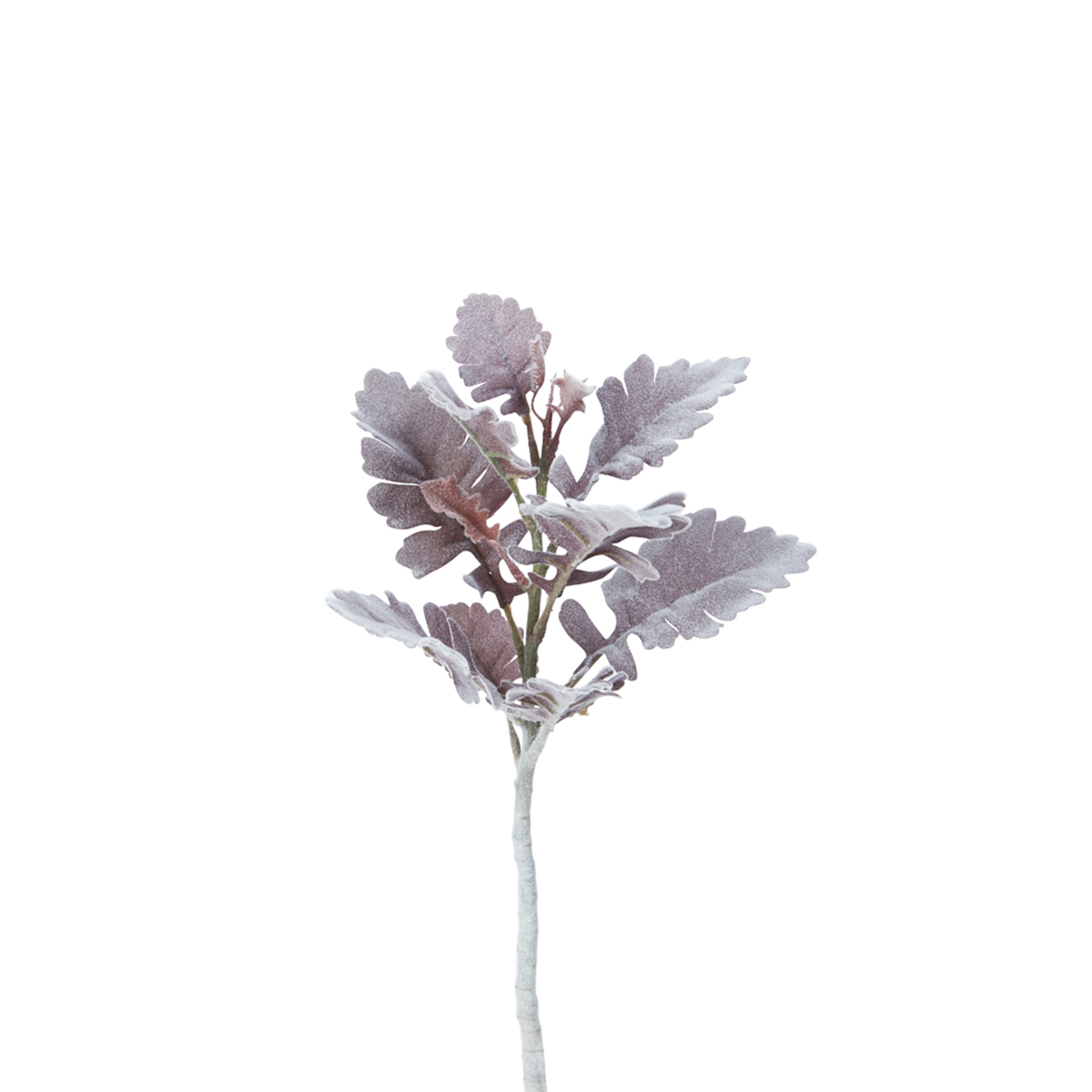 Dusty Miller Foliage