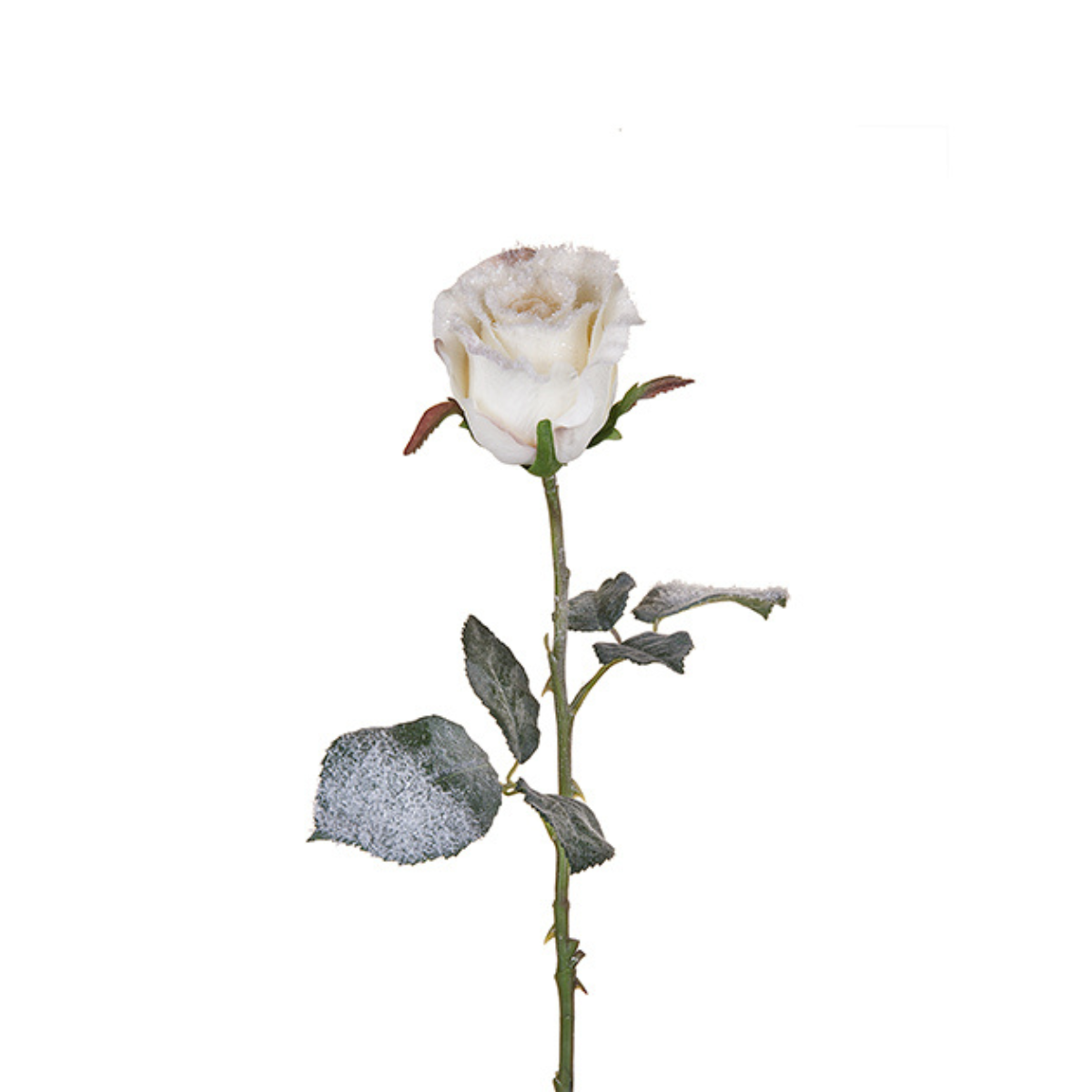 Snowy Christmas Rose Stem
