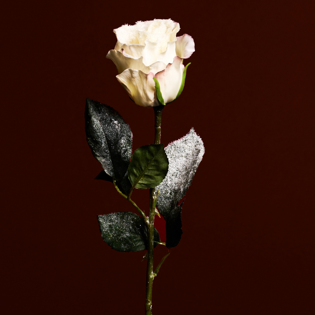 Snowy Christmas Rose Stem