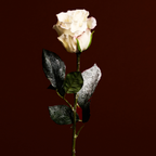 Snowy Christmas Rose Stem