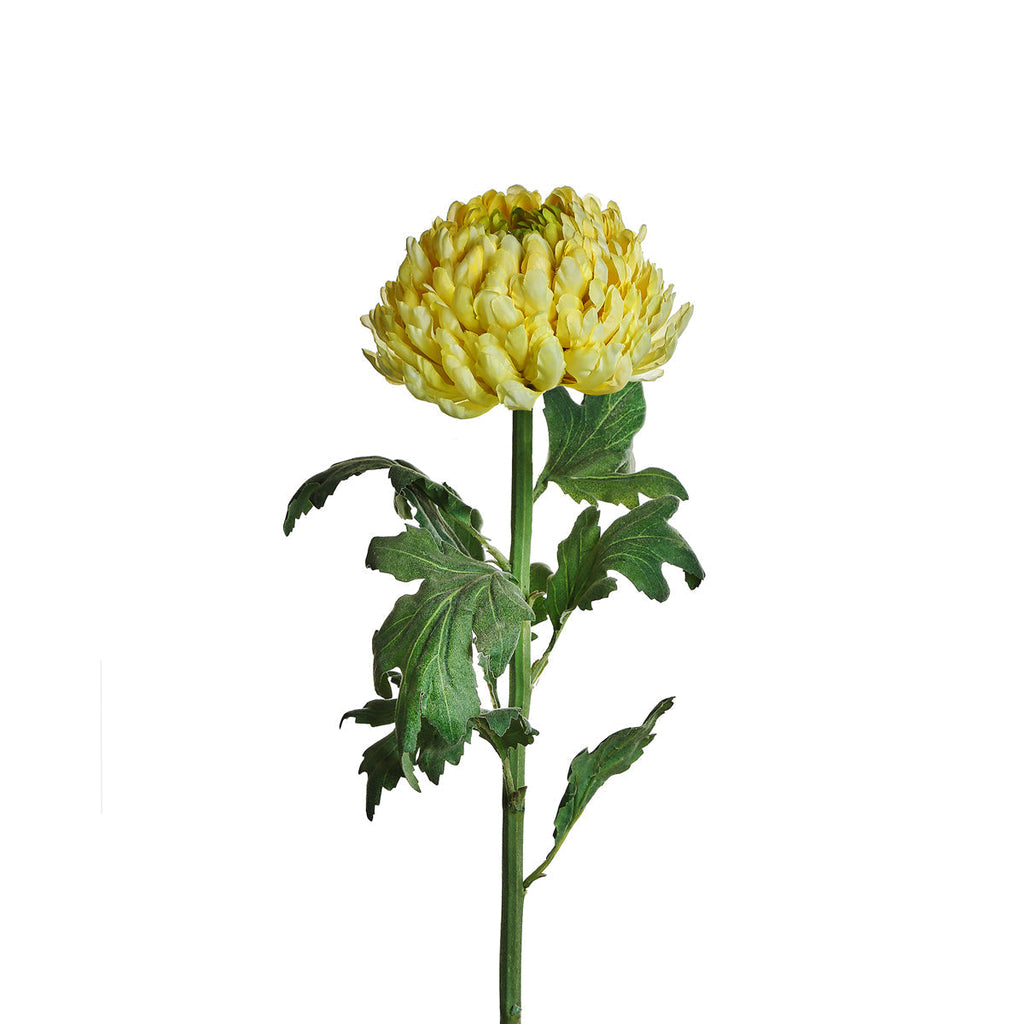 Chrysanthemum stem
