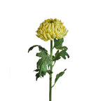 Chrysanthemum stem