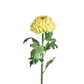 Chrysanthemum stem