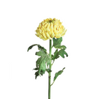 Chrysanthemum stem