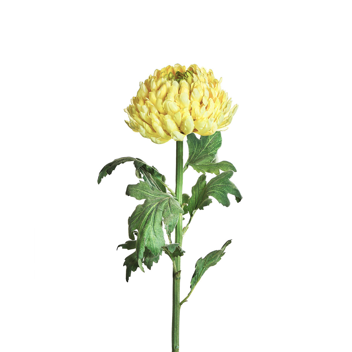 Chrysanthemum stem