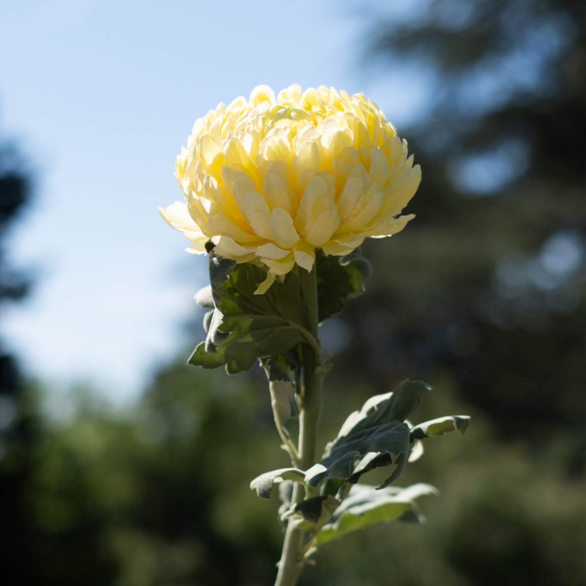 Chrysanthemum stem