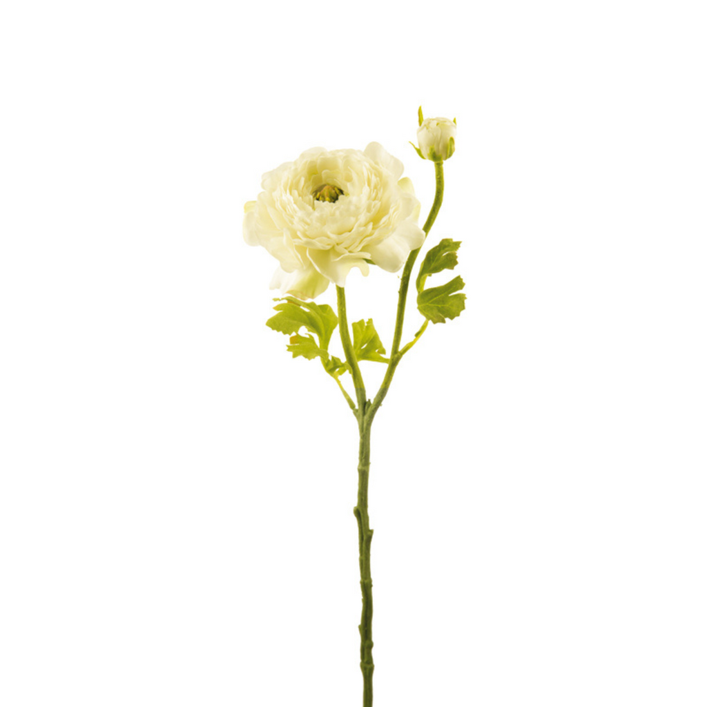 Nora buttercup stem open