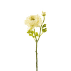 Nora buttercup stem open