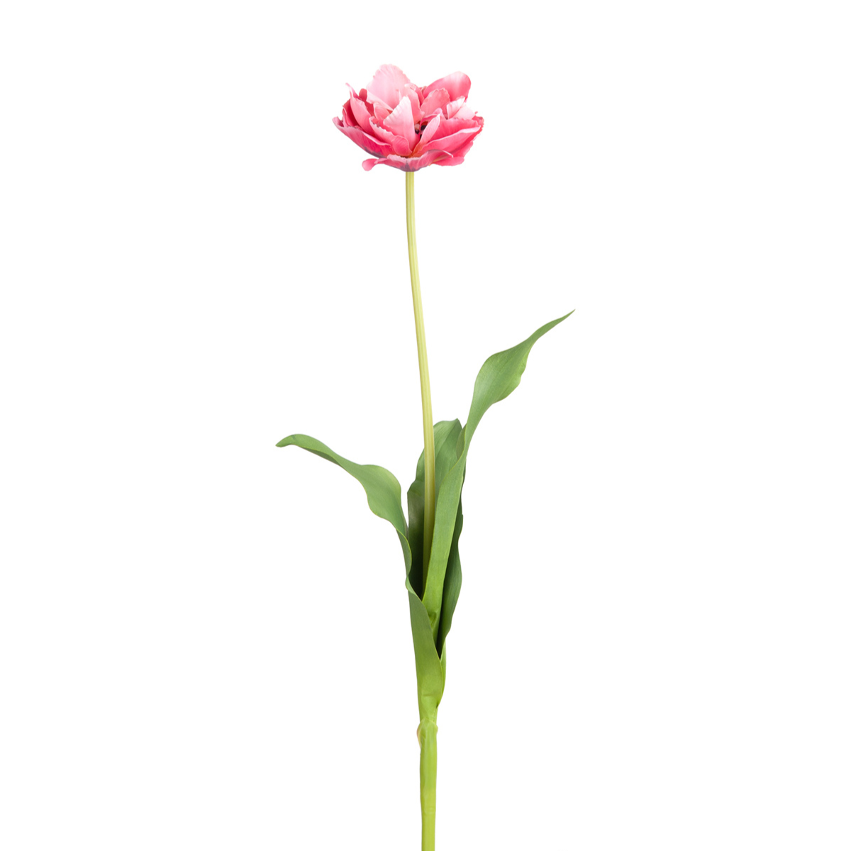 Double Tulip Stem