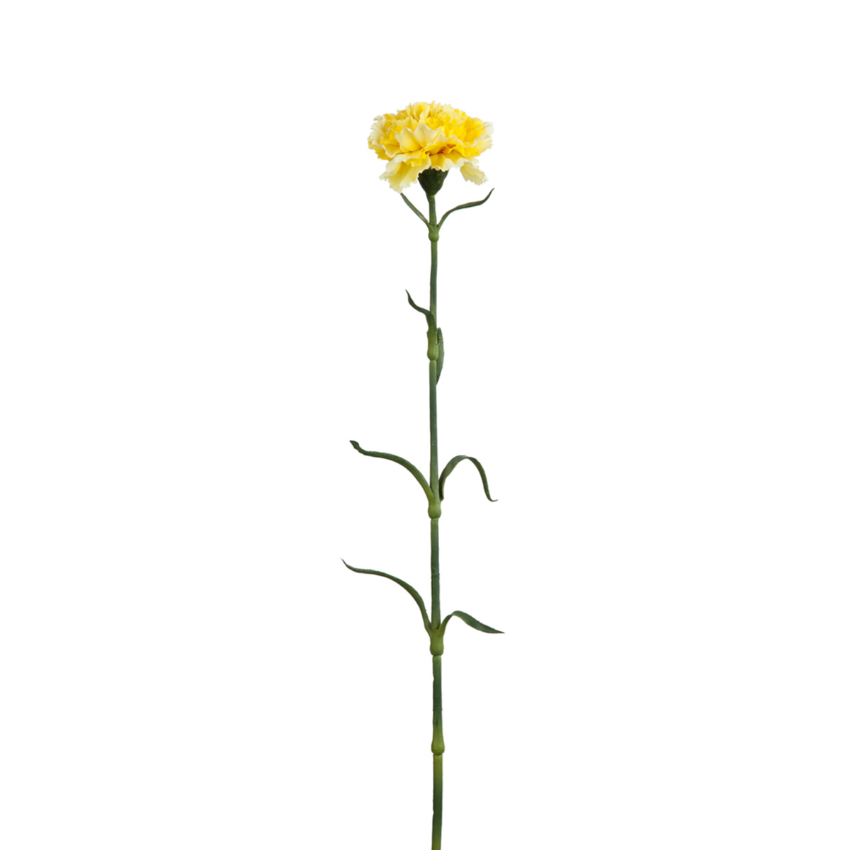 Carnation Stem
