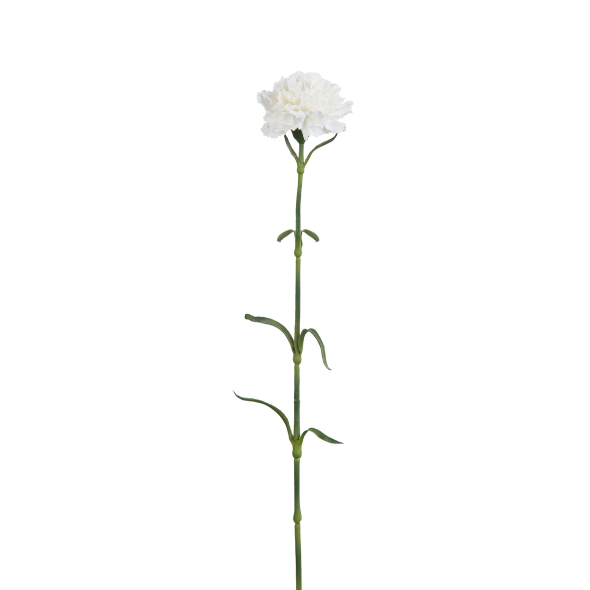Carnation Stem