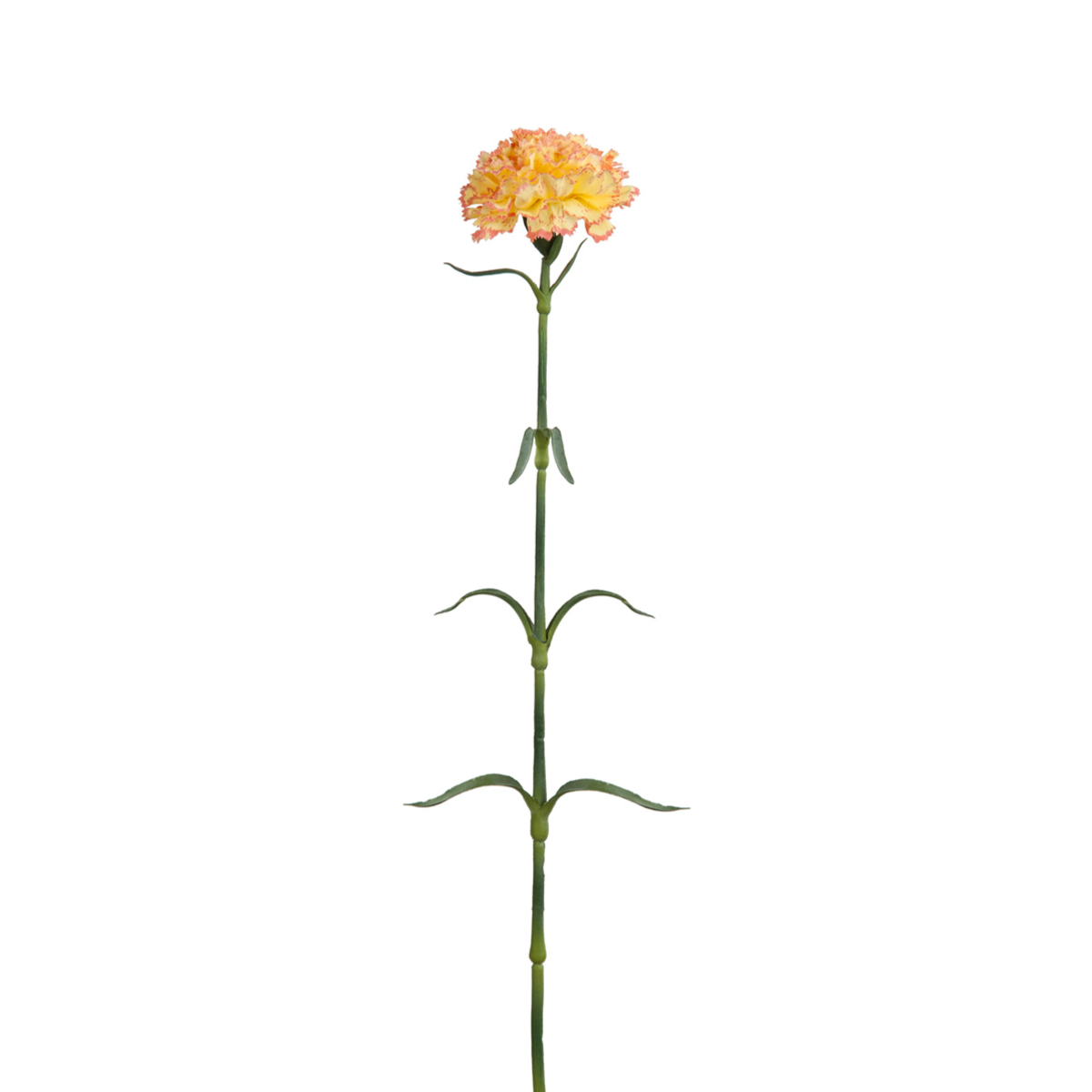 Carnation Stem