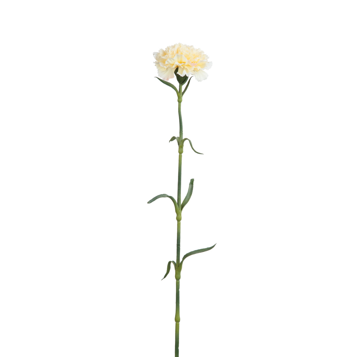 Carnation Stem