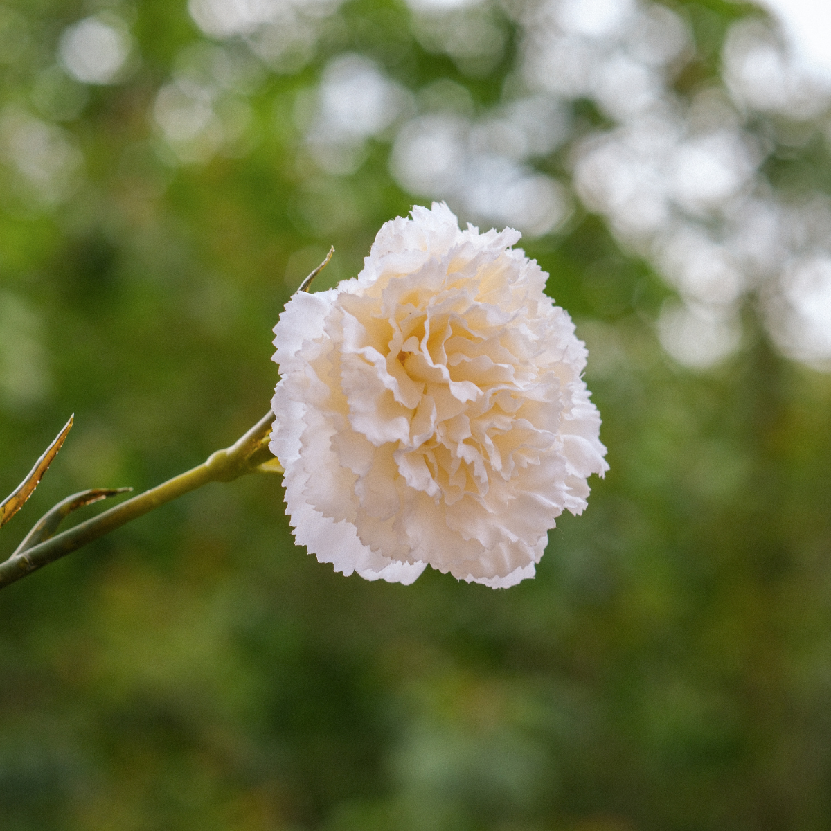 Carnation Stem
