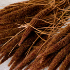 Bouquet of Pampas 7 stems 50 cm