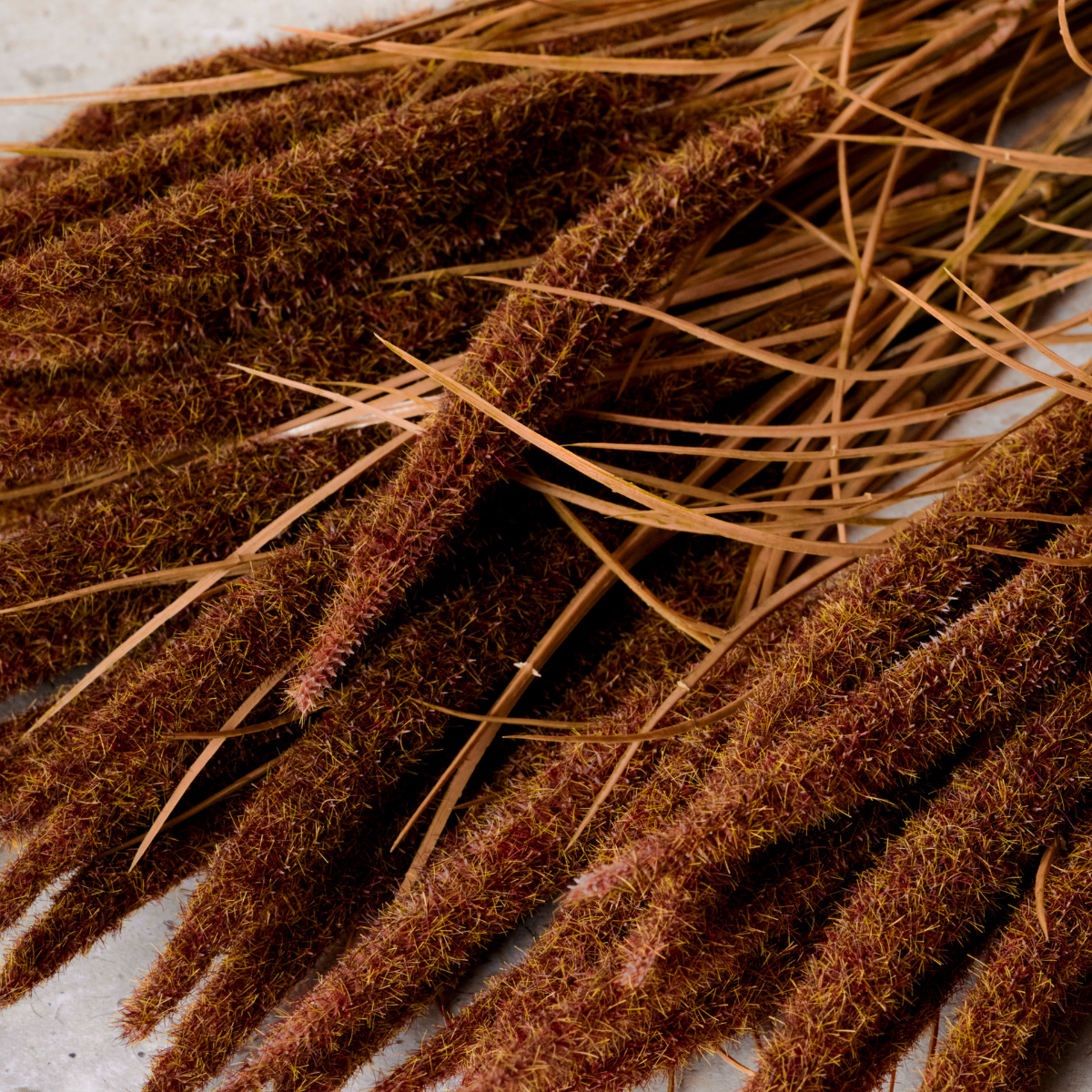 Bouquet of Pampas 7 stems 50 cm