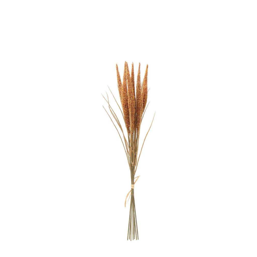 Bouquet of Pampas 7 stems 50 cm