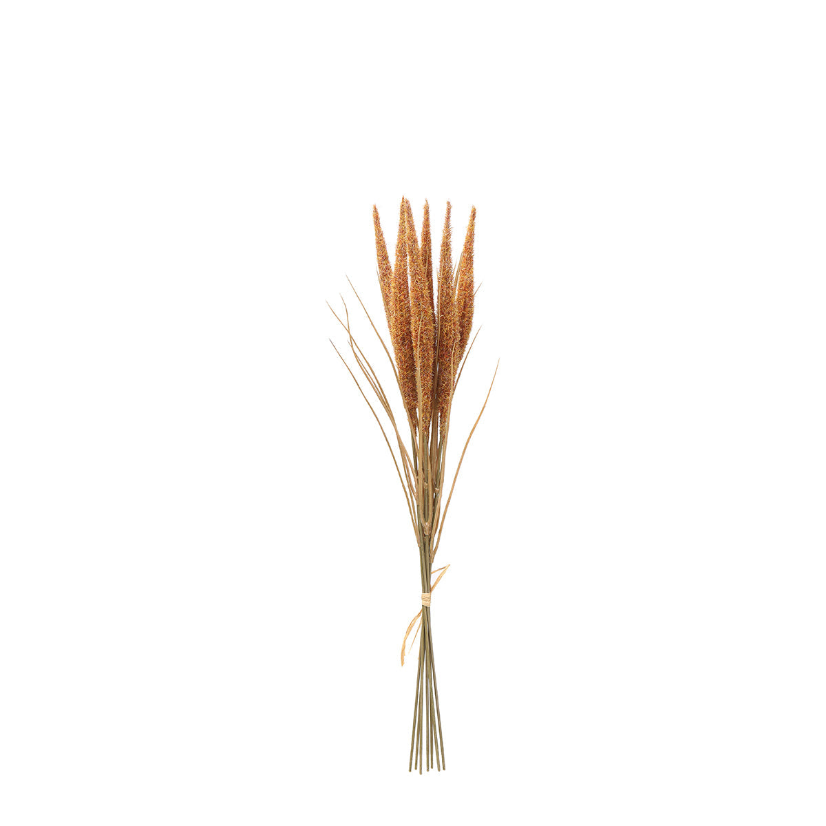 Bouquet of Pampas 7 stems 50 cm