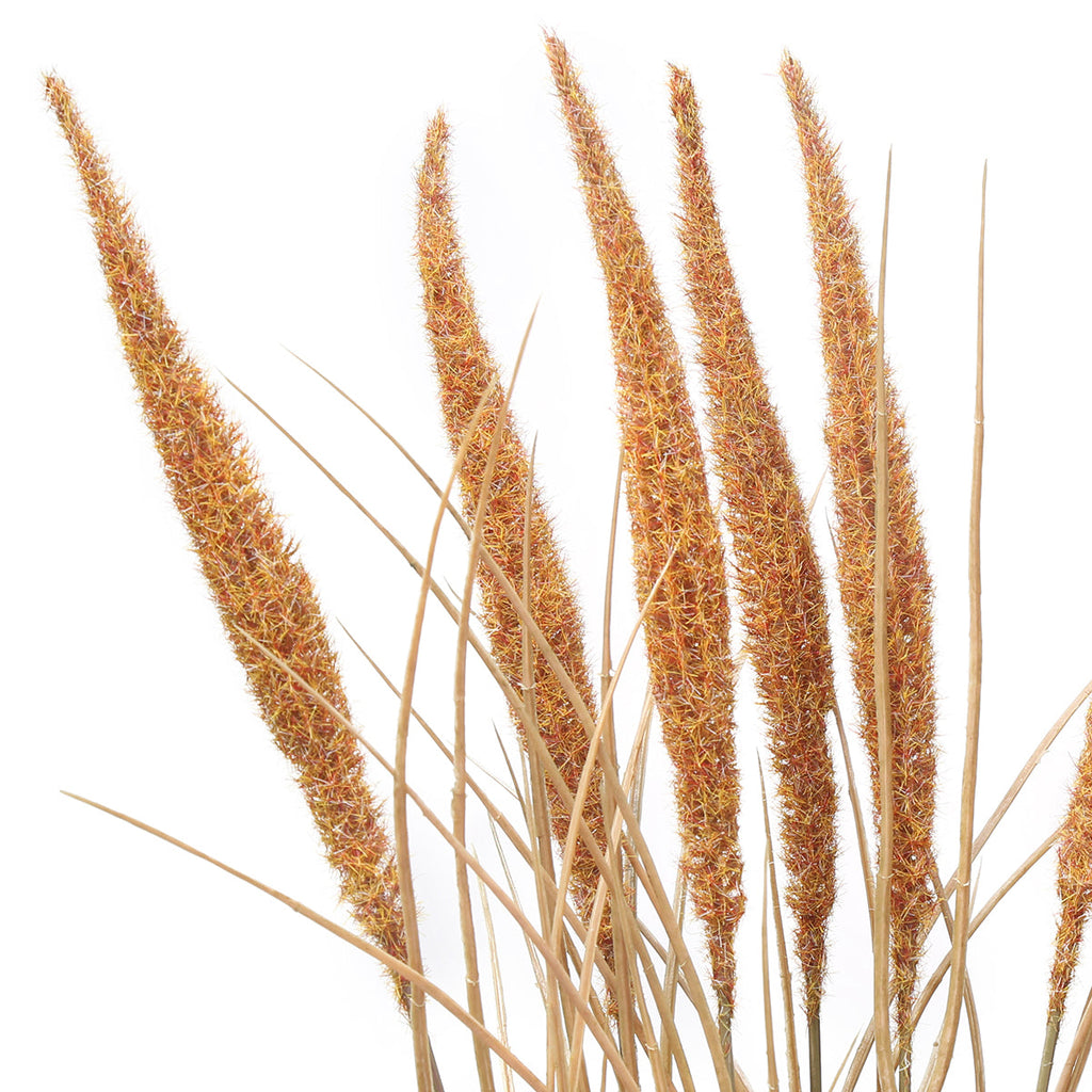 Bouquet of Pampas 7 stems 50 cm