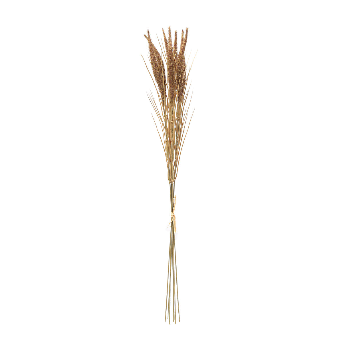 Bouquet of Pampas 7 stems 80 cm