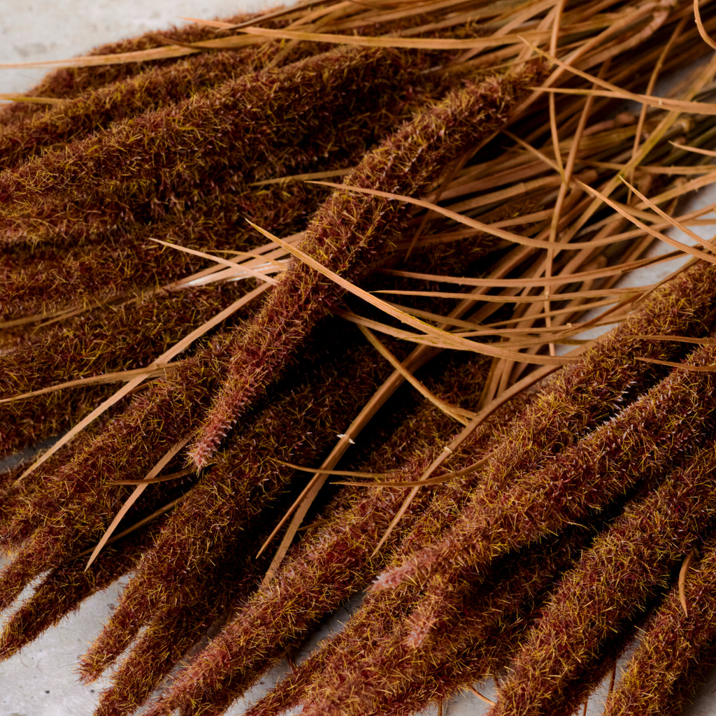 Bouquet of Pampas 7 stems 80 cm