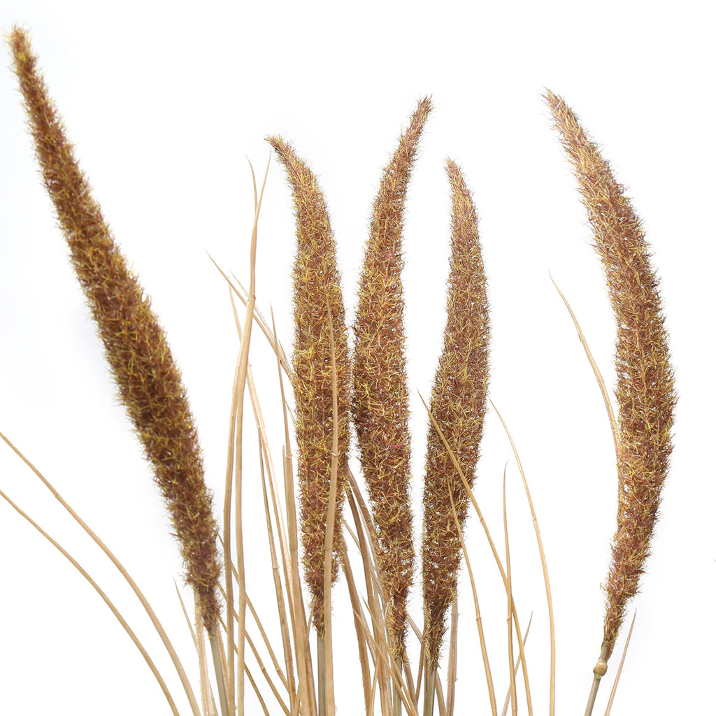 Bouquet of Pampas 7 stems 80 cm