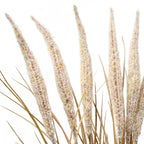 Bouquet of Pampas 7 stems 80 cm