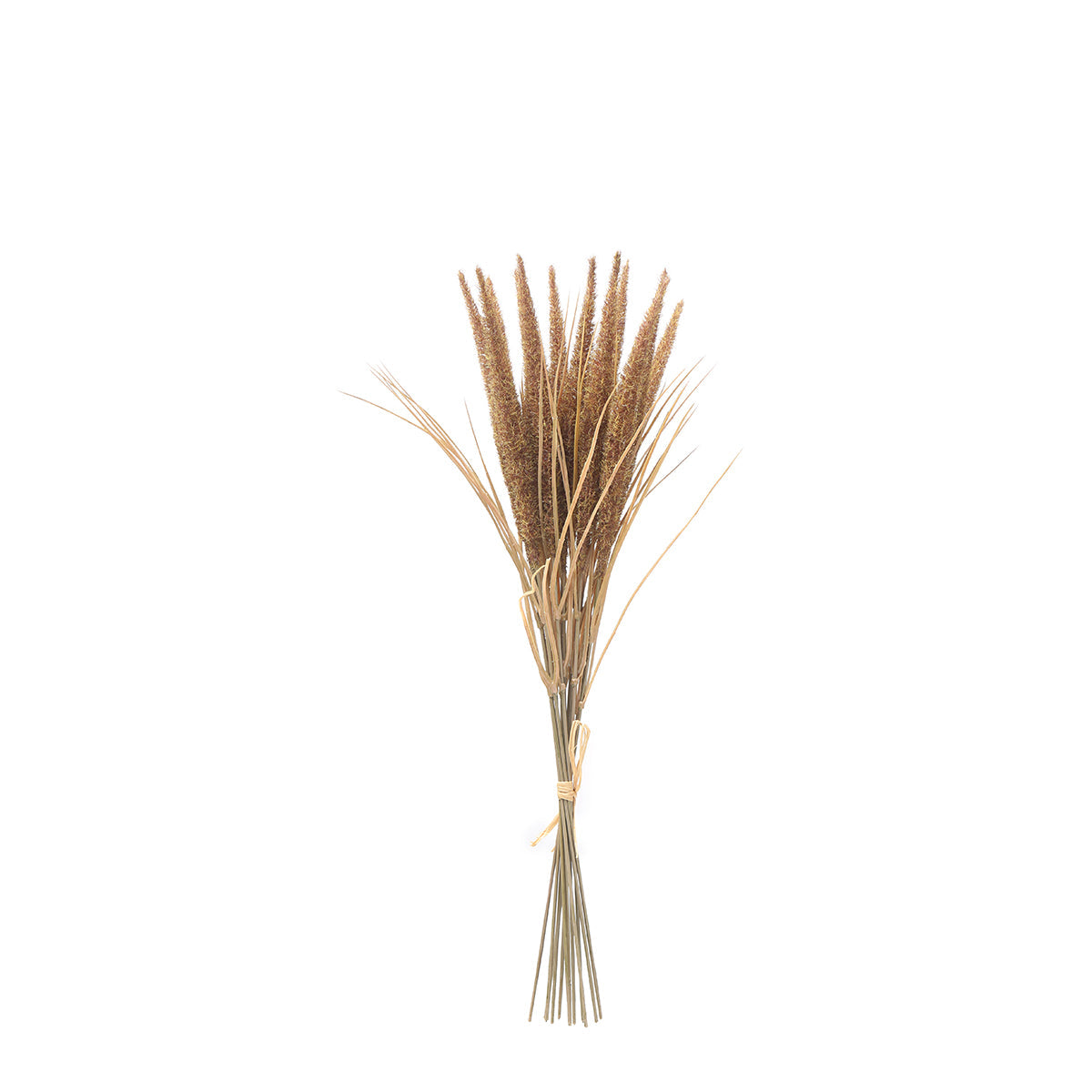 Bouquet of Pampas 12 stems 50 cm