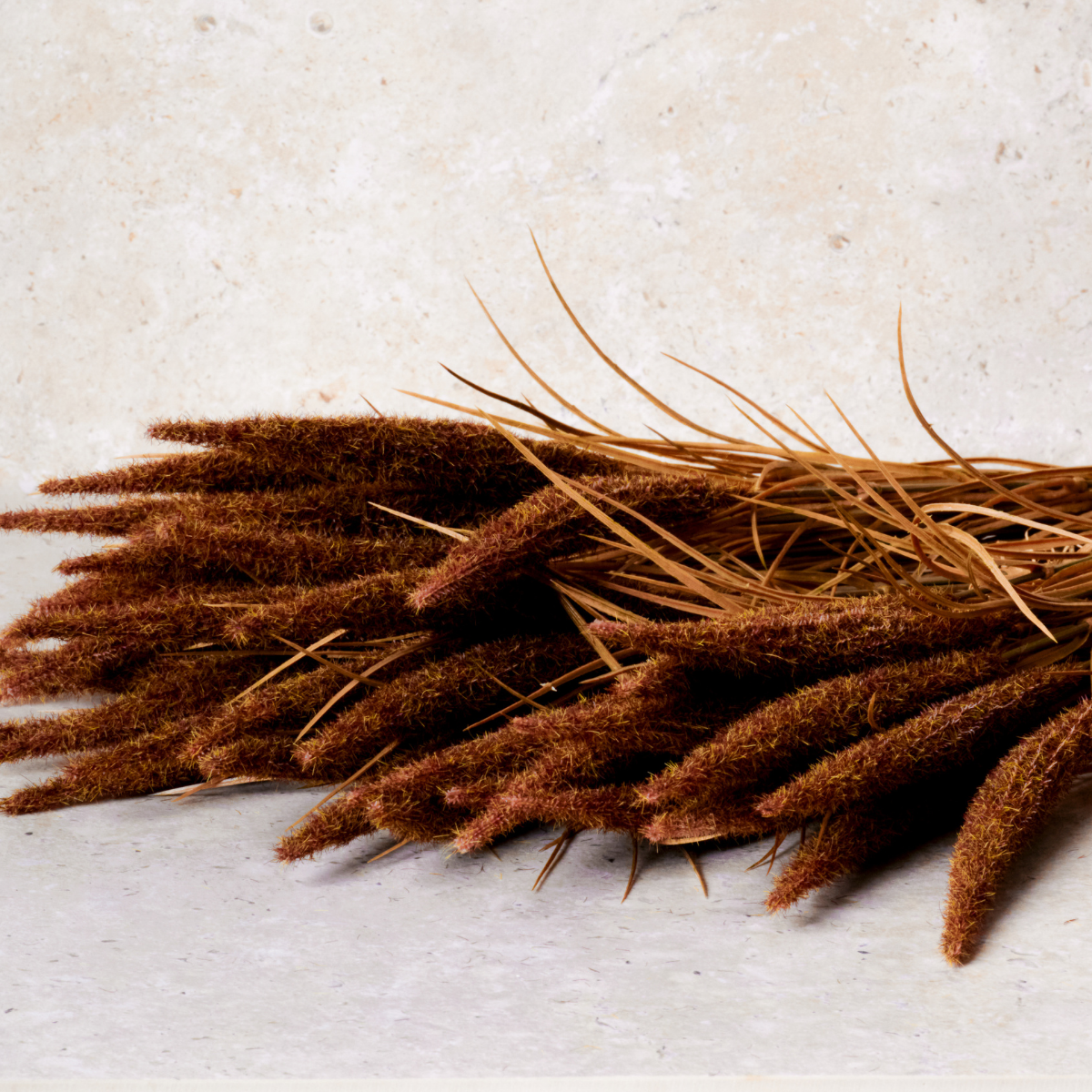 Bouquet of Pampas 12 stems 50 cm