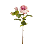 Rose David stem closed