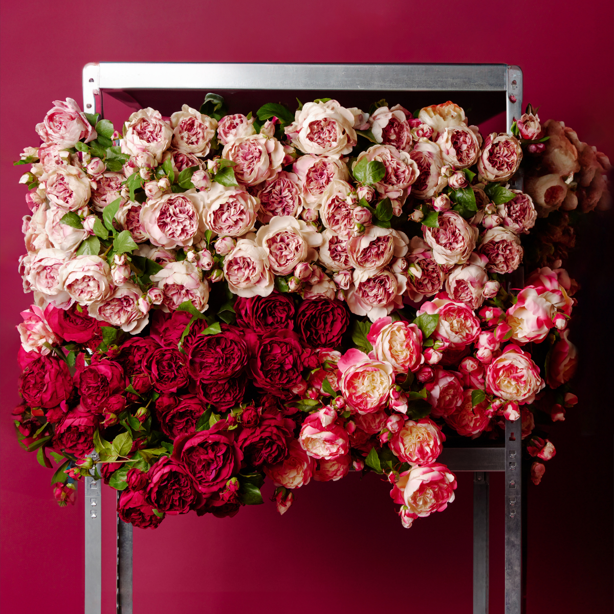 Rose David stem closed