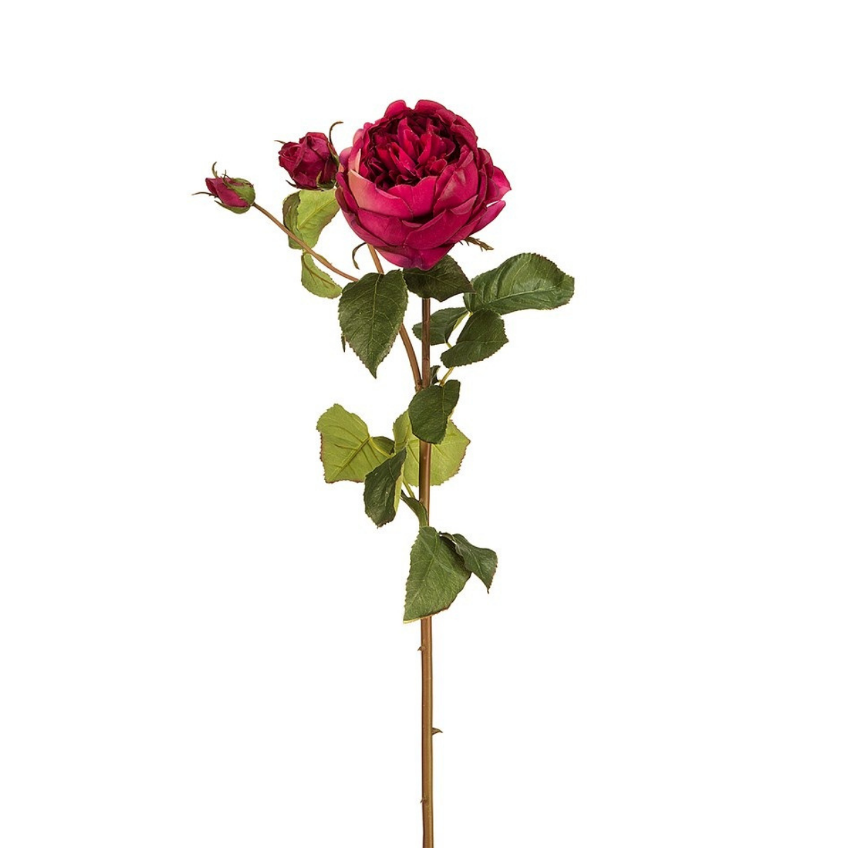 Rose David stem closed