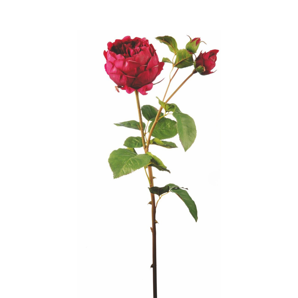 Rose David stem closed