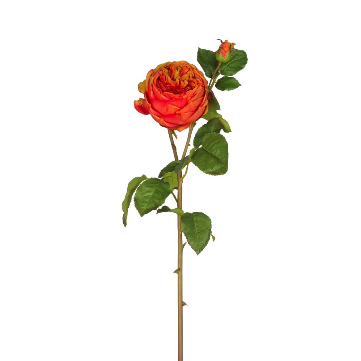 Rose David stem closed