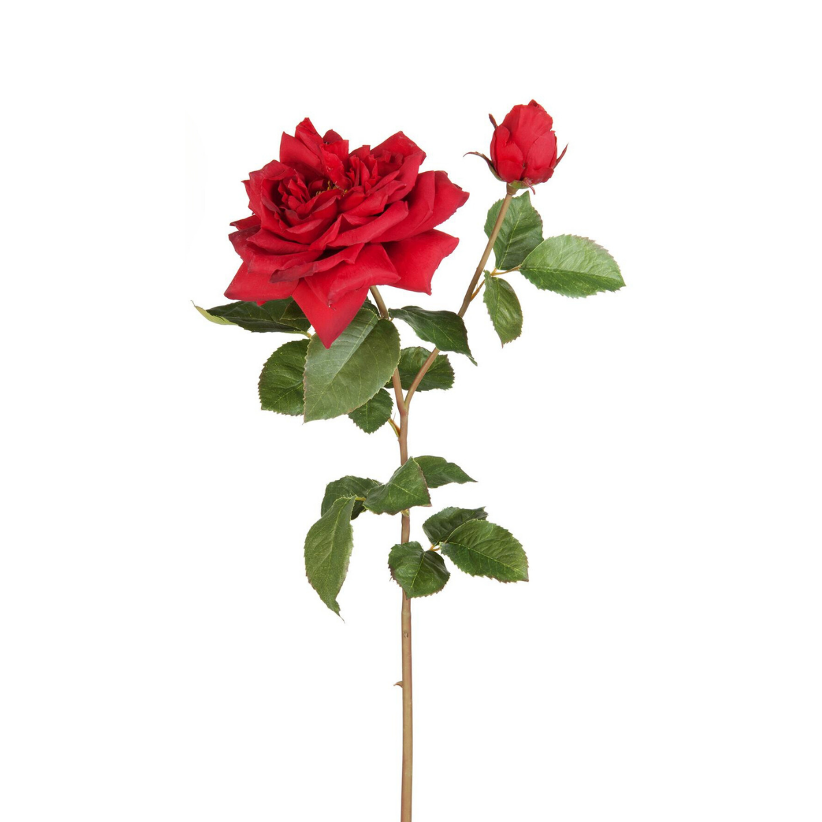 Rose David stem open