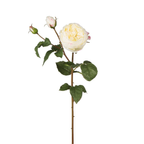 Rose David stem closed