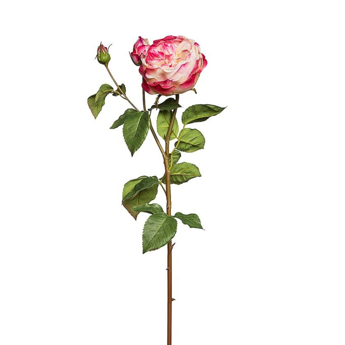 Rose David stem closed