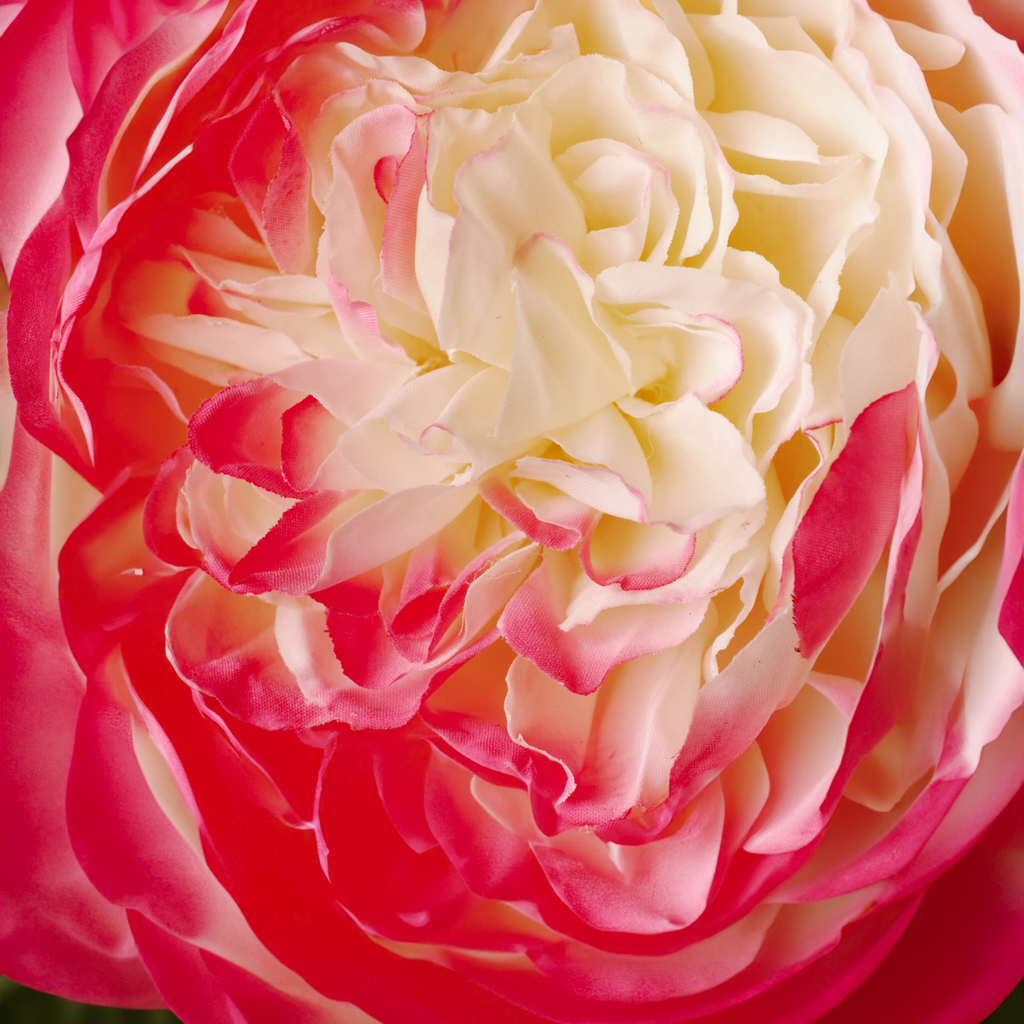 Rose David stem closed