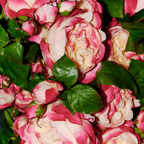 Rose David stem closed