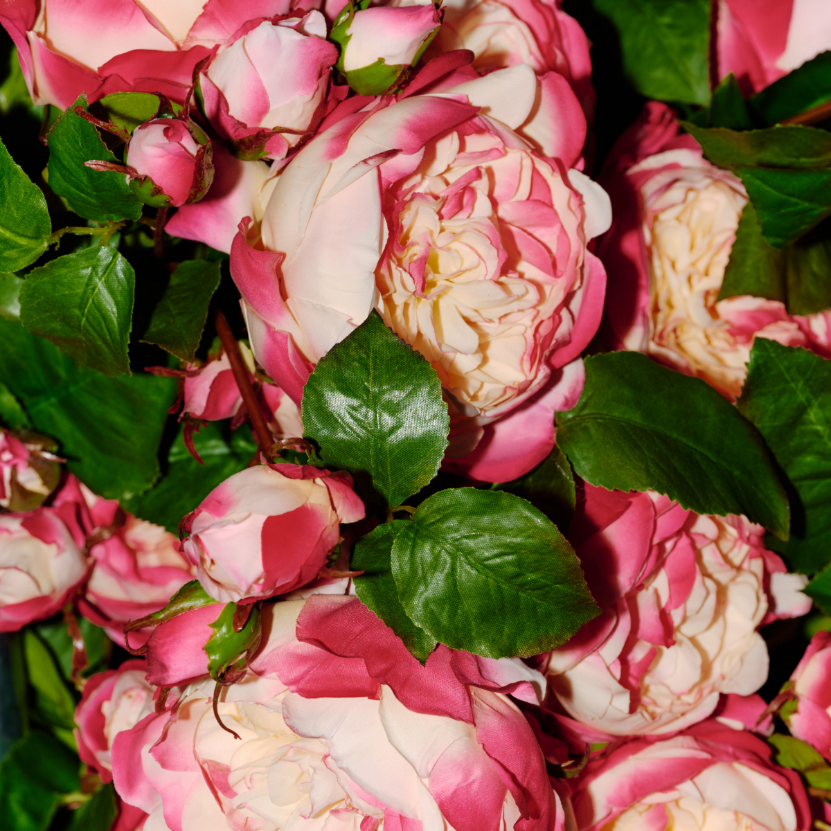 Rose David stem closed