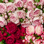 Rose David stem closed