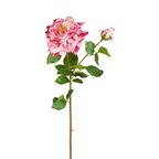 Rose David stem open