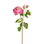 Rose David stem closed