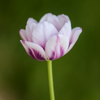 Double Tulip Stem