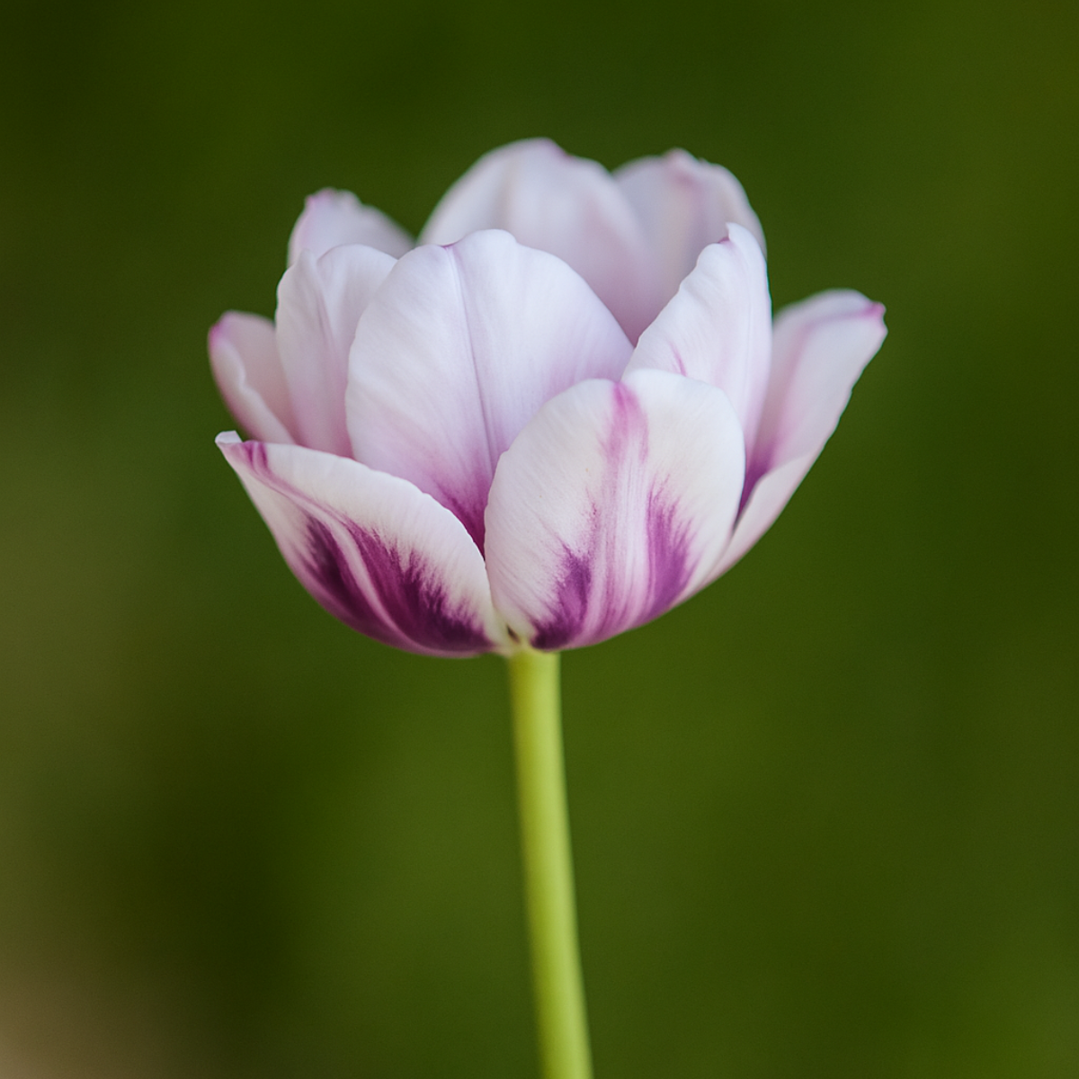 Double Tulip Stem